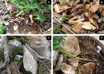 Flowers of Deceptive Aristolochia microstoma Are Pollinated by Phorid Flies and Emit Volatiles Known From Invertebrate Carrion
